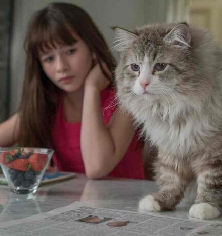 Nine Lives Film Review – One for Animal Humor Fans